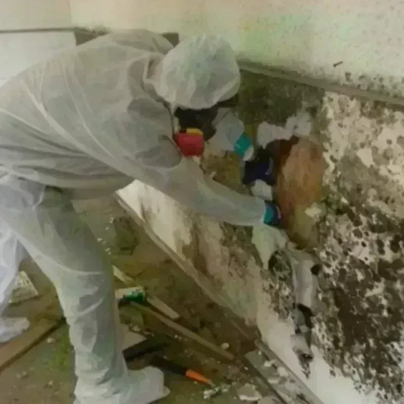 Mold Remediation and Removal in Mooresville, IN